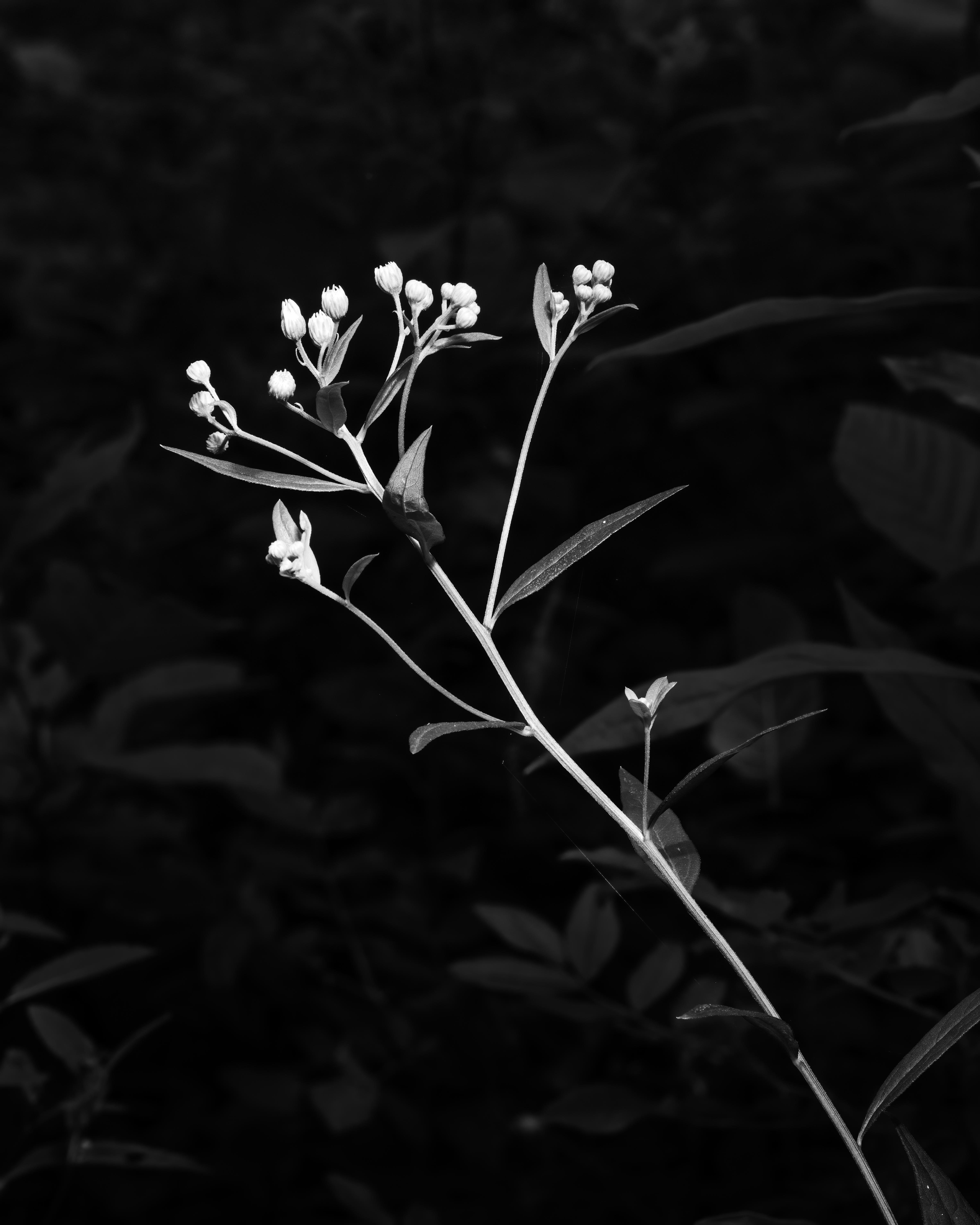 White Wildflower BW2 copy 2 80e5b40f 8b51 4f34 9215 b6e75e5272a5